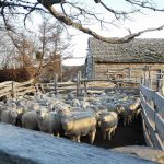 SAG Los Lagos refuerza trazabilidad ovina para mejorar sanidad animal y abrir nuevos mercados