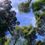 Valdivia reúne a expertos y actores para proyectar el futuro de la gestión forestal