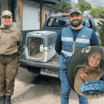 Carabineros rescatan a pudú en Puyehue y lo entregan al SAG para su cuidado